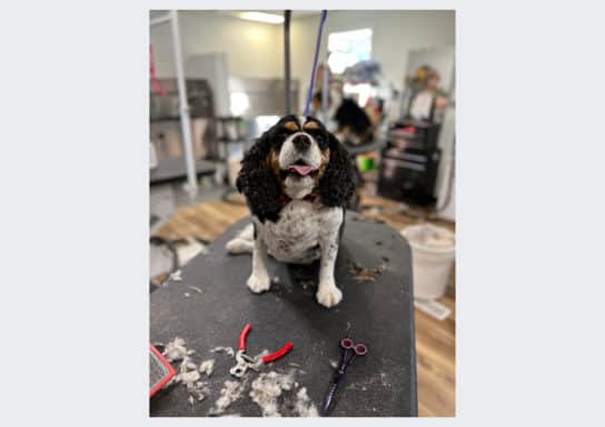 Fantastic fur sales dog grooming