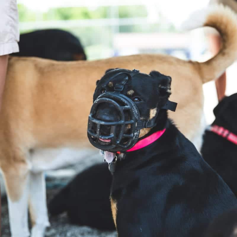 Dog wearing a muzzle