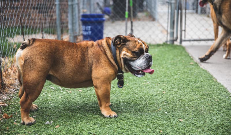 bulldog